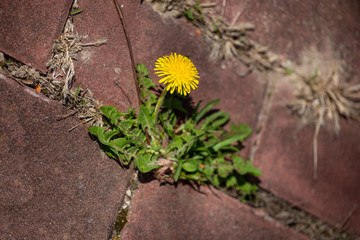 photo shows some weeds growing on a courtyard dandelion and grass 