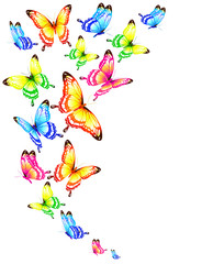 beautiful color butterflies,set, isolated  on a white