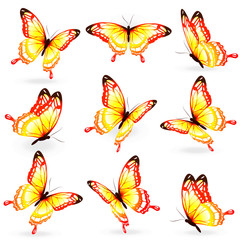 beautiful orange butterflies, isolated  on a white