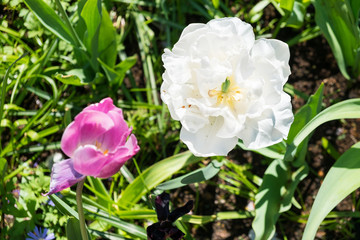 Tulpen im Garten