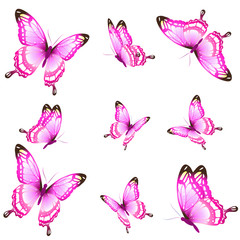 beautiful pink butterflies, isolated  on a white