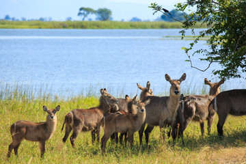 Naklejka na ściany i meble Waterbuck antelope in Liwonde N.P. - Malawi