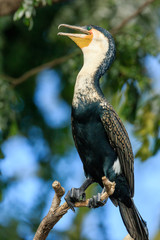 Obraz premium Great Cormorant, Phalacrocorax carbo - in Liwonde N.P. - Malawi