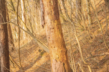 Pine tree infested with some kind of tree disease.