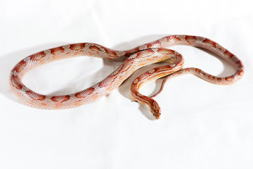 Corn snake isolated