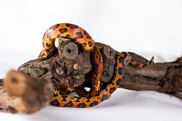 Corn snake isolated