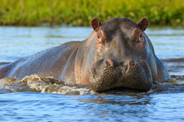 Hippopotamus (Hippos) in Liwonde N.P. - Malawi