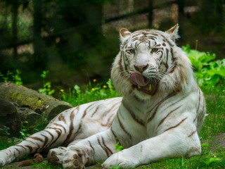 Naklejka premium Tigre blanc