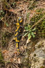a black yellow spotted fire salamander. (Salamandra salamandra)