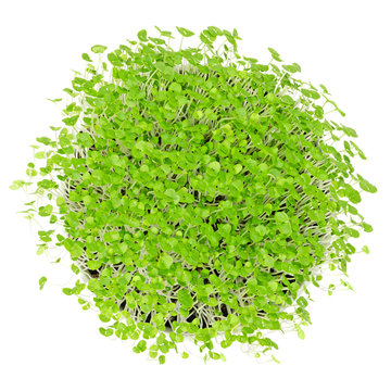Young basil microgreens in white bowl over white. Sprouts, shoots, young plants and seedlings in potting compost. Leaves of Ocimum basilicum, great basil, Saint-Joseph's-wort. Macro food photo.