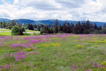 Obraz premium Flowers on a meadow as a background