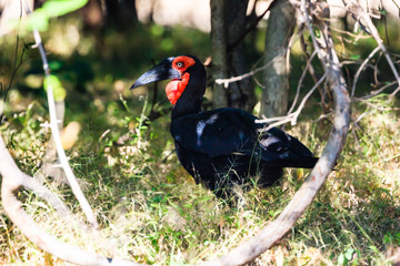 Southern ground hornbill in Liwonde N.P. - Malawi
