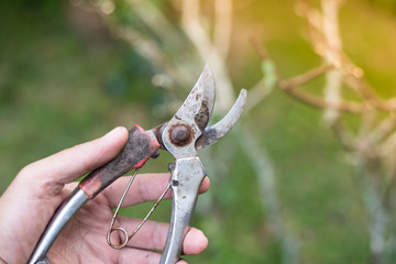  old pliers to cut the branches.