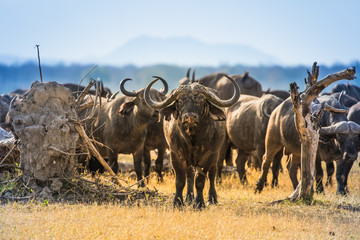 Buffalos in Liwonde N.P. - Malawi