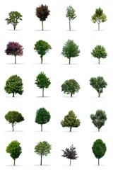 Fotobehang Collection of trees on white Background in high resolution © cpainvin