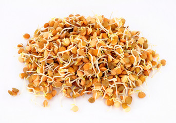 Two day old sprouting brown lentils for use in salads or stir fry meals