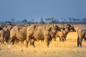 Obraz na płótnie Canvas Buffalos herd in Liwonde N.P. - Malawi