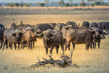 Fototapeta premium Buffalos in Liwonde N.P. - Malawi