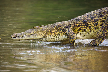 Crocodile in Liwonde N.P. - Malawi