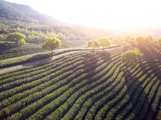 Tea Plantation On The Mountain From Aerial View with sunshine