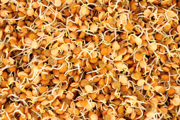 Two day old sprouting brown lentils for use in salads or stir fry meals