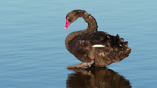 Black Swan Drinking and Grooming Itself