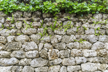 Natural old rectangle brick wall with fern and plants for background