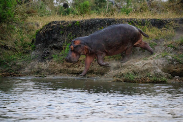 Hippopotamus (Hippos) in Liwonde N.P. - Malawi