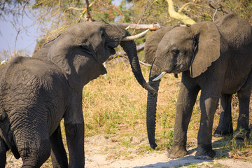 Fighting elephants in Liwonde N.P. - Malawi