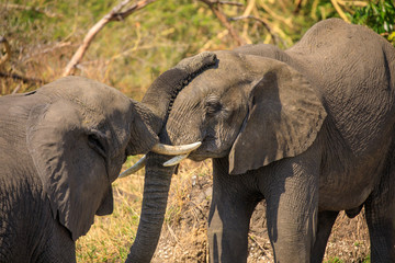 Elephants herd in Liwonde N.P. - Malawi
