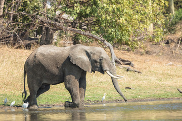 Elephants herd in river in Liwonde N.P. - Malawi