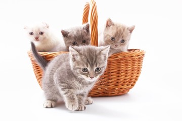 Fototapeta na wymiar little beautiful funny kittens on a white background.