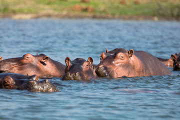 Fototapeta na wymiar Hippopotamus (Hippos) in Liwonde N.P. - Malawi