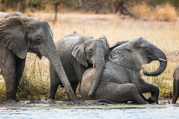 Fototapeta na wymiar Elephants herd in river in Liwonde N.P. - Malawi