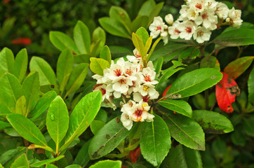 Dwarf Yeddo Hawthorn (Rhaphiolepis umbellata Minor) or Gulf Green is a evergreen shrub is native to Japan which has a fragrant white flower clusters in springtime use as a low hedge ornamental plant. 