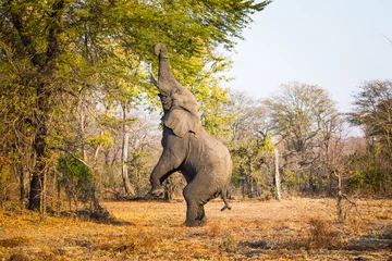  Eating elephant in Liwonde N.P. - Malawi © Radek
