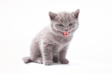 little beautiful funny kittens on a white background.