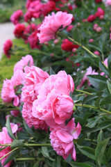 Beautiful pink blooming peony flowers and buds blossoming in the garden. Rose flower close up. Nature background.