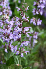 Purple meadow flowers close up on green background.