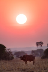 Fototapeta na wymiar Buffalos at sunset in Liwonde N.P. - Malawi