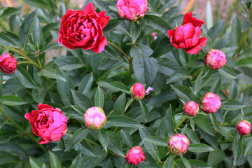 Beautiful pink blooming peony flowers and buds blossoming in the garden. Rose flower close up. Nature background.