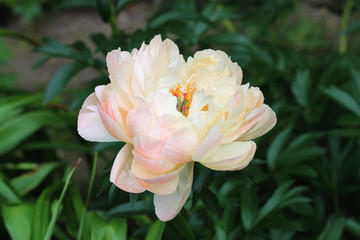 Beautiful light yellow blooming peony flower blossoming in the garden. Rose flower close up. Nature background.