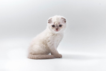 Obraz premium little beautiful funny kittens on a white background.
