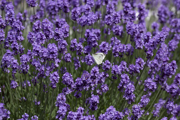 Fototapeta premium 蝶の食事