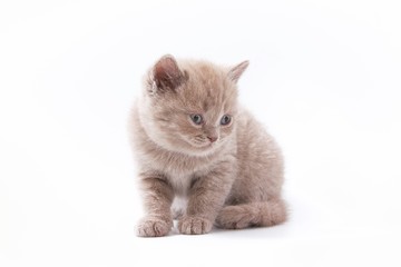 little beautiful funny kittens on a white background.