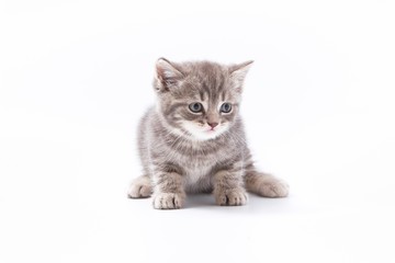 little beautiful funny kittens on a white background.