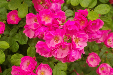 Beautiful climbing Rose Angela (Rosa Angela) is a hybrid floribunda rose cultivars ,has a fragrant soft large clusters of delicate cupped blooms in deep pink color and light pink in the center.