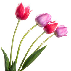 Lilac and pink spring flowers. Tulips isolated on white background