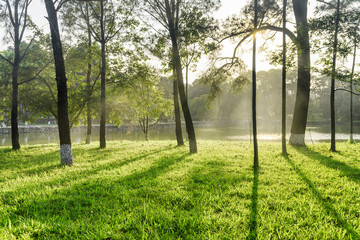 Obraz premium Scenic shadows of trees on green grass in park