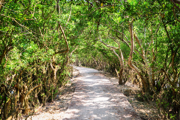 Scenic shady path through mangrove forest. Amazing green woods